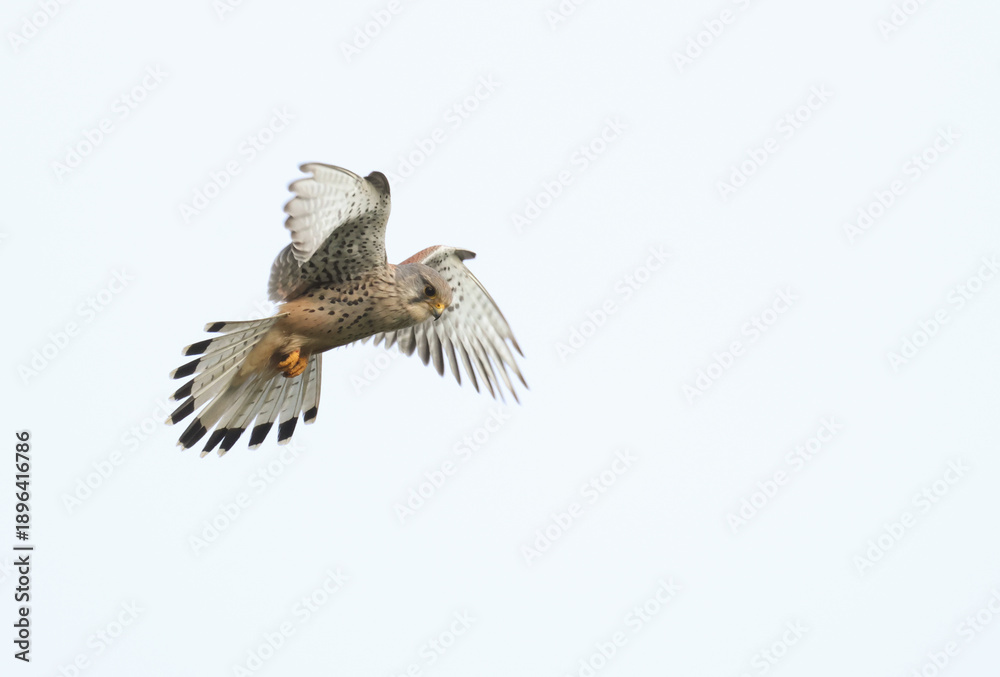 Fototapeta premium A magnificent hunting Kestrel, Falco tinnunculus, hovering in the sky.