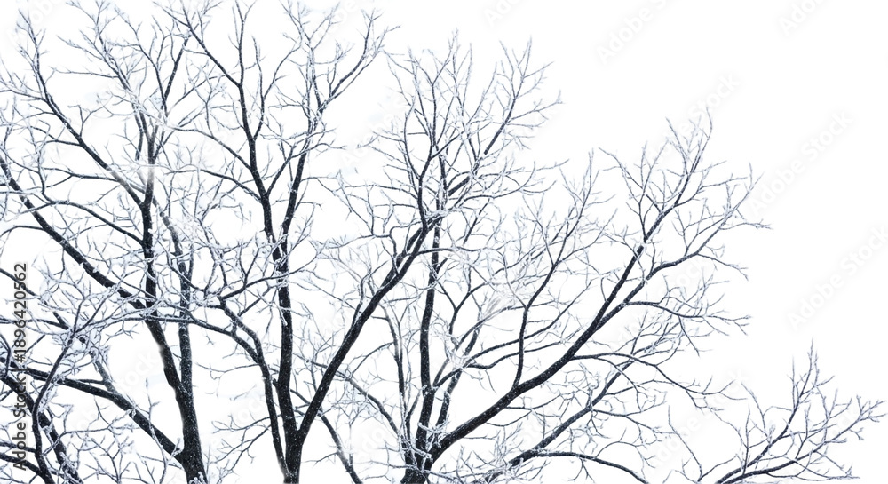 Fototapeta premium Frost-covered tree branches against a white backdrop, symbolizing winter's embrace isolated on transparent background