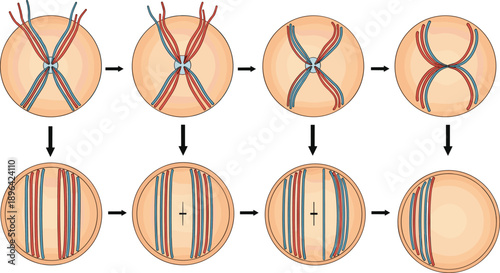 Meiosis cell division stages diagram showing chromosome pairing crossing over and separation in step by step educational biology illustration for genetics learning textbook science