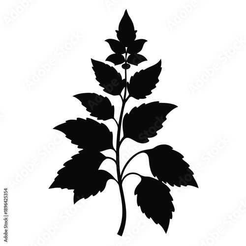 coleus plant flower spikes silhouette on white background