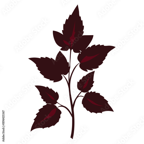 coleus plant flower spikes silhouette on white background