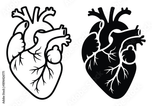 Two Stylized Anatomical Heart Illustrations, One Outline, One Silhouette