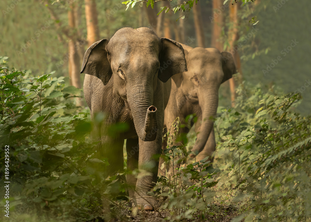 Fototapeta premium Asian Elephant