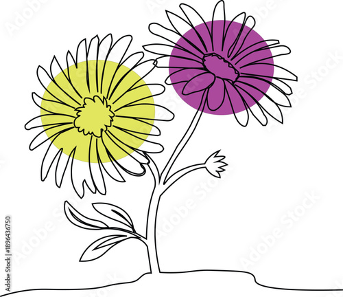 Minimalist line drawing of two aster daisy flowers. Nature and Gardening Concept. Continous minimal line art flower set.
