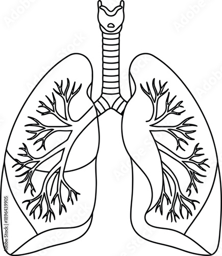 Human Lungs Anatomy Line Art Illustration