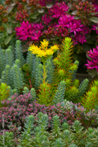 Sedum aizoon