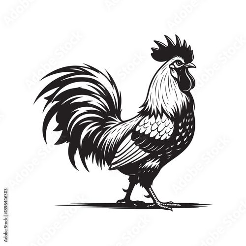 Black and white illustration of a rooster standing on white background