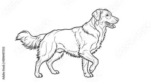 Line art illustration of a golden retriever dog standing and looking to the side in a profile view, with a natural stance and happy expression
