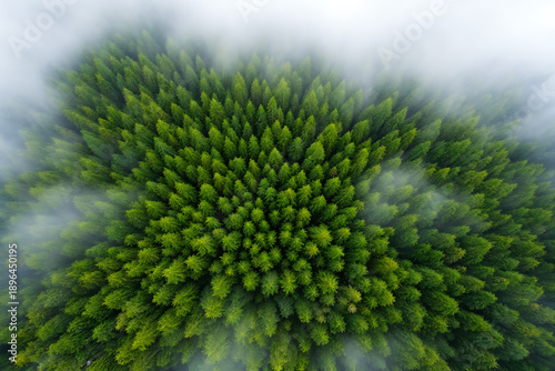 Aerial drone view of a dense evergreen forest emerging from misty clouds, symbolizing nature's majesty