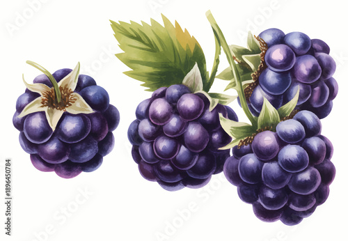 Watercolor Blackberry Cluster Illustration with Green Leaves
