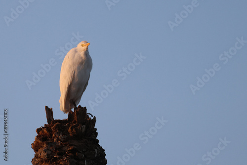 Cattle Egret 