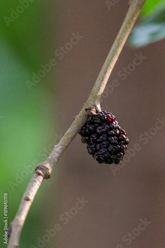 blackberry on a branch