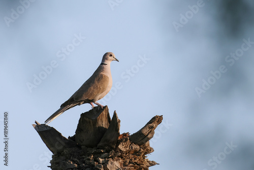 Collared Dove 