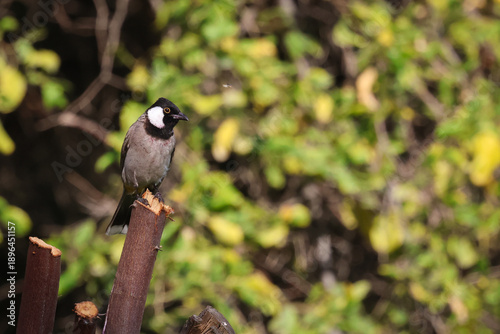 White Eared Bulbul