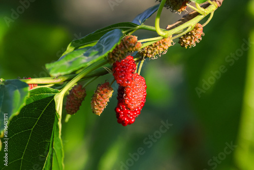 raspberry on a bush