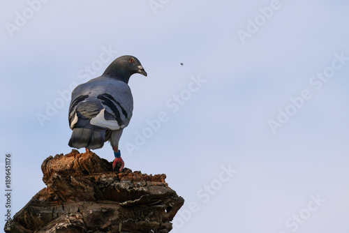 Rock Dove on a branch