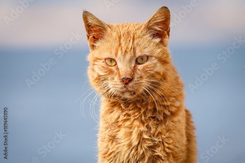 portrait of a cat