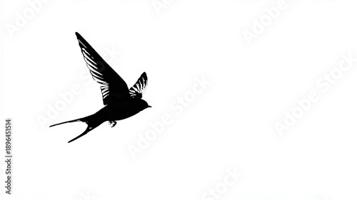 Swallow Silhouette Soaring Against White Background


