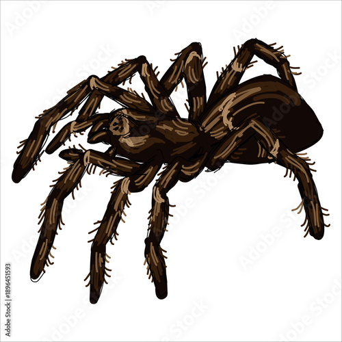Brazilian orange-pink tarantula spider. Lasiodora parahybana. Colorful, hand-drawn, vector illustration. Picturesque. Unique detailed stylization. Print on sketchbooks, stickers, postcards, cups