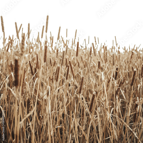 Golden Grasses Sway in the Wind Under a Bright Sky During a Sunny Day in an O...