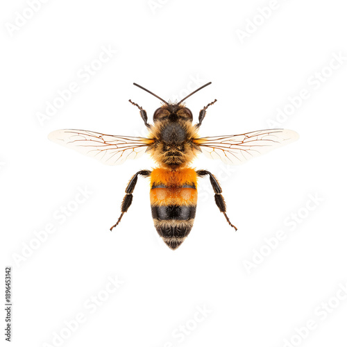Close View of a Bee Showing Its Wings and Body Details on a Plain Background