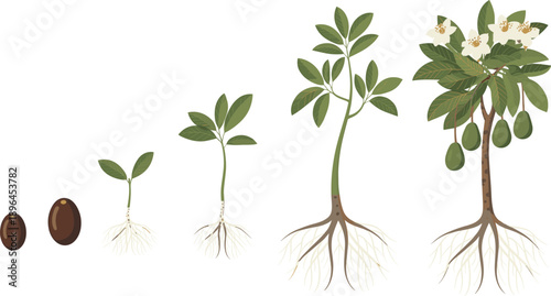 Avocado plant life cycle stages from seed germination to fruiting tree with flowers and roots growth