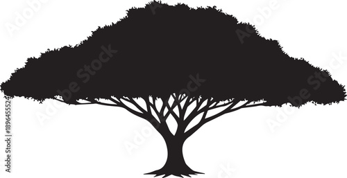 Large acacia tree silhouette vector illustration wide canopy and spreading branches design