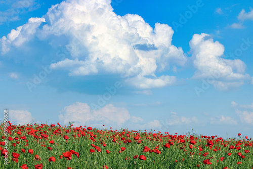 Poppies flower meadow and blue sky with clouds, countryside landscape, spring season