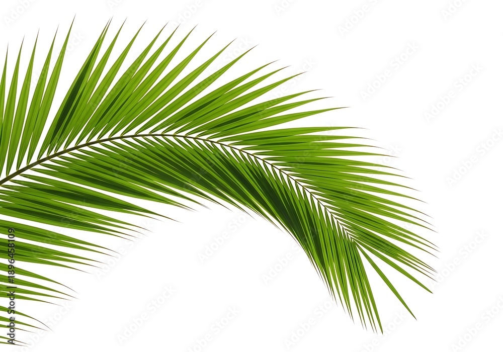 Fototapeta premium Palm Leaf Isolated on White Background, Tropical Green Foliage
