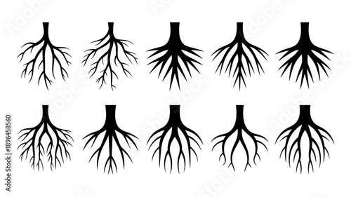 Diverse plant root systems evolution and various structures for botanical illustration