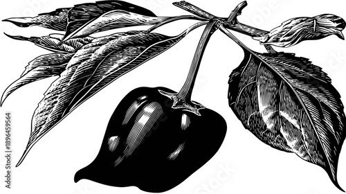 A detailed black and white illustration of a bell-shaped pepper with leaves and stem