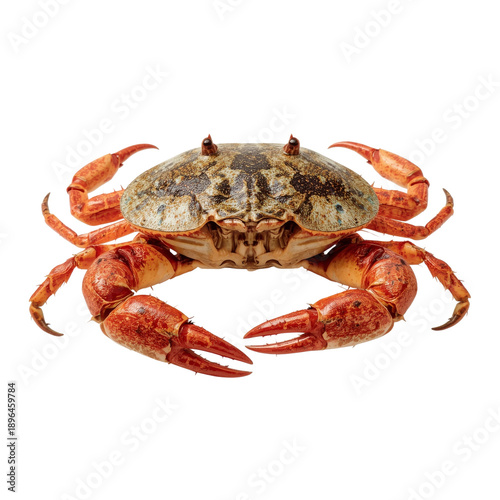 Crab With Colorful Claws on White Background Showcasing Marine Life Details