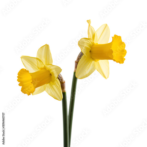 Daffodils Bloom in Spring Season Showcasing Bright Yellow Flowers for Everyon...