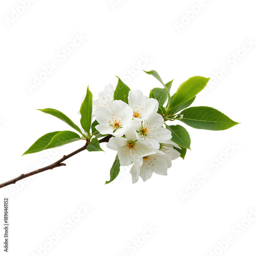White Flower Branch With Leaves on a Plain Background in Spring Season