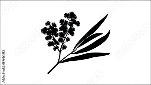 A monochrome illustration of a plant branch featuring round flowers and elongated leaves