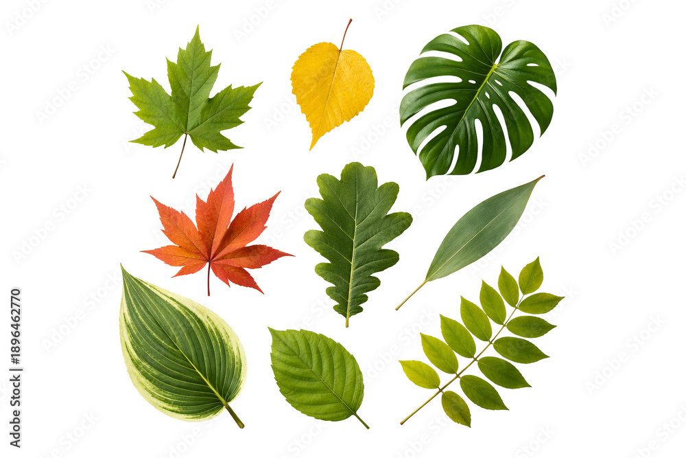 Obraz premium Png collection of autumn leaves with various shapes and colors isolated on transparent background. concept of fall foliage, seasonal decor, nature elements for design.