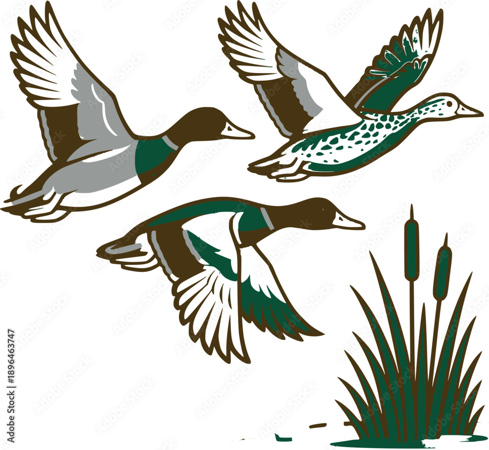 Obraz premium vector illustration of a birds (mallards ) take off , wetland 