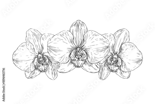 Detailed orchid blossoms sketched in fine hand-drawn ink style on clean white background, representing beauty, nature, and elegance