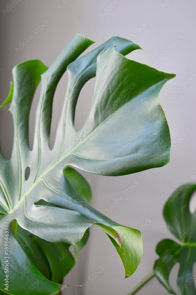 Obraz premium closeup of a monstera plant leaf