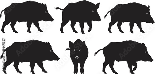 Black Silhouettes Set of Wild Boar and Feral Hogs in Various Poses Including Walking and Standing for Nature Wildlife and Hunting Concept Design Vector