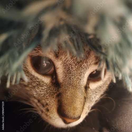 close up of a cat