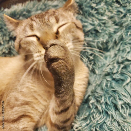 close up of a cat