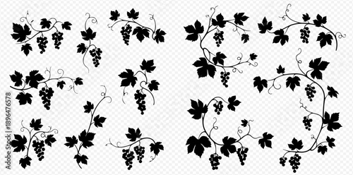 Set of grape vine branches with leaves and berries, decorative elements for wine and food design.
