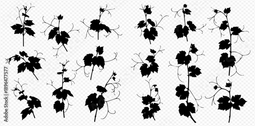 Set of black silhouettes of grape vines with leaves and tendrils, isolated on a transparent background.
