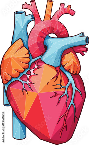 Anatomical Human Heart Vector Illustration in Low Poly Geometric Style for Medical Education, Healthcare Graphics, Cardiology Research, and Modern Science Digital Design Projects