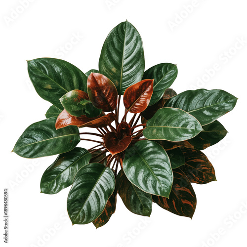 Green Plant With Red and Green Leaves in Bright Light Setting on a Plain Back...