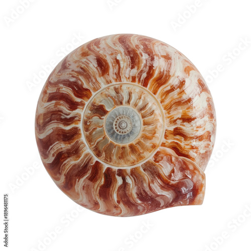 Beautiful Spiral Shell Found on the Beach During a Sunny Day in Summer