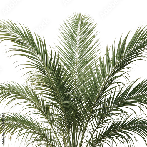 Green Palm Leaves Arranged Against a Plain Background for Decoration or Desig...