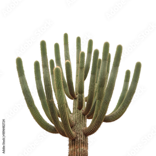 Cactus With Long Arms in Bright Light in a Simple Background