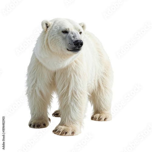 Polar Bear Stands in Front of Camera in a Snowy Area During Daylight Hours
